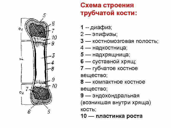 Строение трубчатой кости человека рисунок с подписями