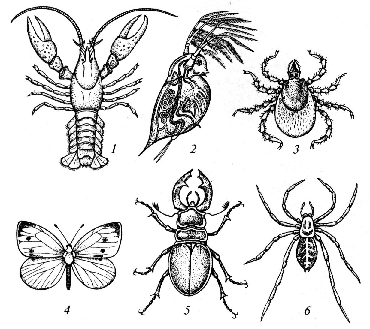 Насекомые относятся к типу членистоногие. Членистоногие паукообразные насекомые. Тип Членистоногие представители. Членистоногие рисунок. Насекомые схематично.