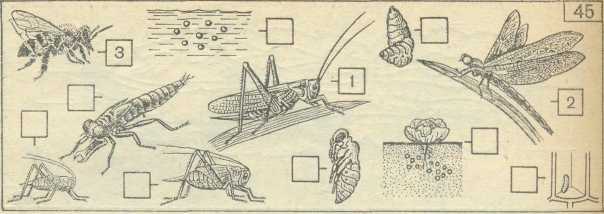 На рисунках изображены циклы развития бабочки и кузнечика