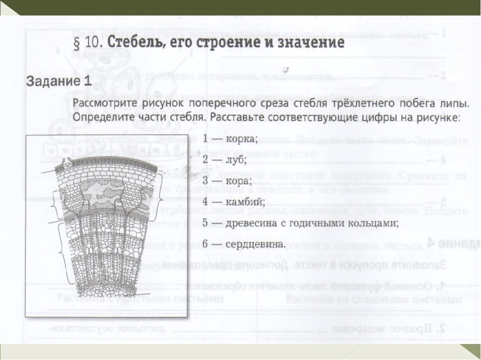 Биология 6 класс строение стебля. Часть поперечного среза стебля трехлетнего побега липы. Части поперечного среза стебля. Строение стебля поперечный срез трёхлетнего побега липы. Рисунок части поперечного среза стебля трехлетнего побега.