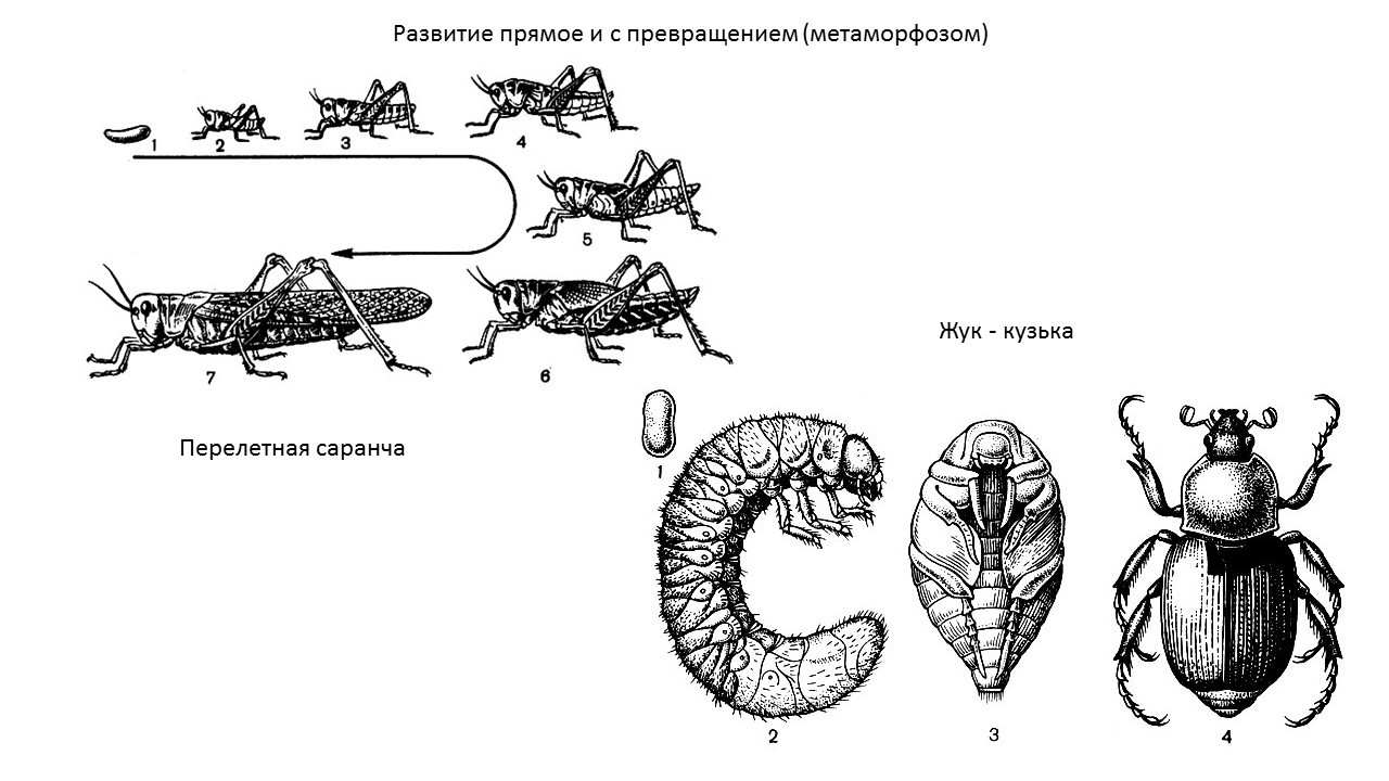 Рассмотри рисунок развития колорадского жука отметь на рисунке с помощью цифр яйца насекомого