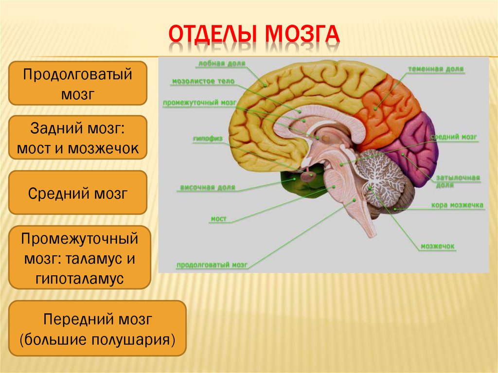 Отделы мозга и их функции рисунок с подписями