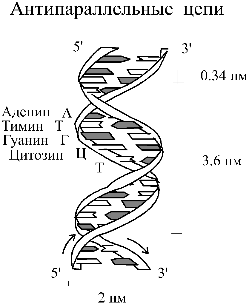Вторичная цепь днк. Схематическое строение ДНК. Схема строения молекулы ДНК. Строение Цепочки ДНК. Структура молекулы ДНК схема.