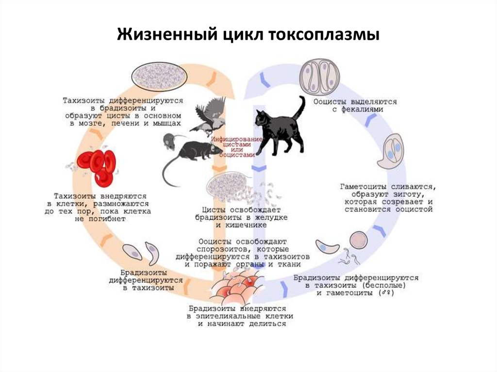 Стадии жизненного цикла цисты. Болезни кошек передающиеся человеку токсоплазмоз. Токсоплазмоз кошек патогенез. Цикл развития токсоплазмы. Токсоплазма цикл развития схема.
