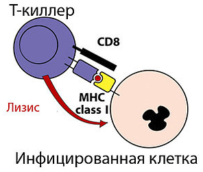 T killer. Т-лимфоциты-киллеры функция. Механизм действия т киллеров. Т киллеры иммунология. Т киллеры клетки.
