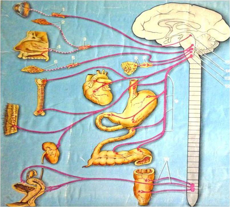 Где расположены вегетативные симпатические нейроны. Парасимпатическая вегетативная система. Симпатическая и парасимпатическая нервная система. 2 Отдела вегетативной нервной системы. Парасимпатическая нервная система.