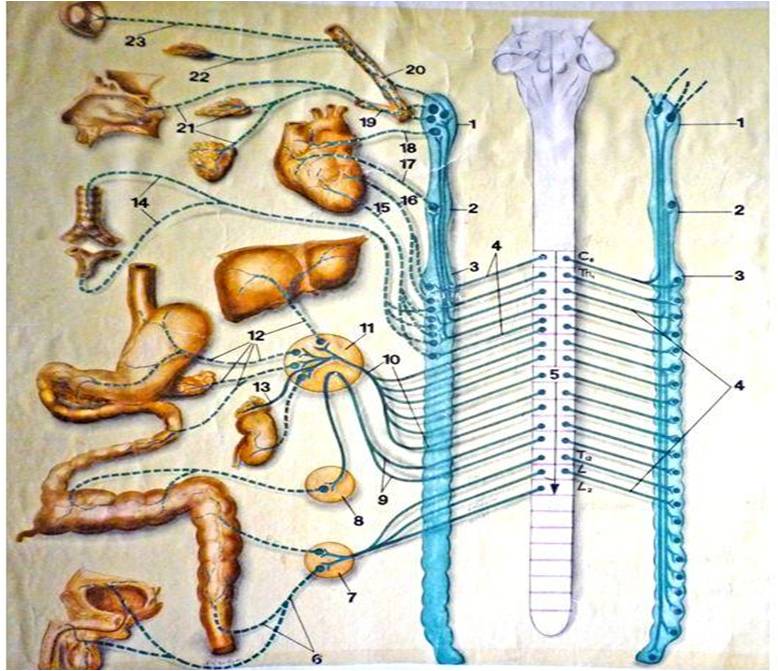 Где расположены вегетативные симпатические нейроны. Парасимпатическая вегетативная система. Парасимпатическая вегетативная нервная система. Симпатическая и парасимпатическая нервная система. Симпатическая вегетативная система.