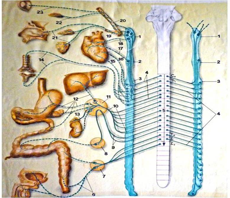 Симпатические нервы. Парасимпатическая вегетативная нервная система. Симпатическая вегетативная система. Симпатический отдел вегетативной системы. Вегетативная нервная система симпатическая НС.