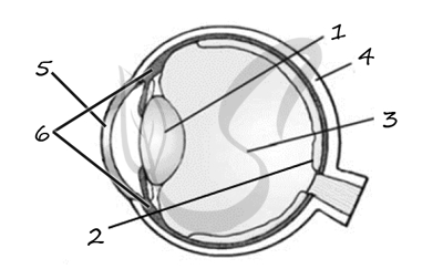 Выберите три верно обозначенные подписи к рисунку строение глаза